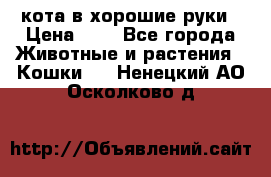кота в хорошие руки › Цена ­ 0 - Все города Животные и растения » Кошки   . Ненецкий АО,Осколково д.